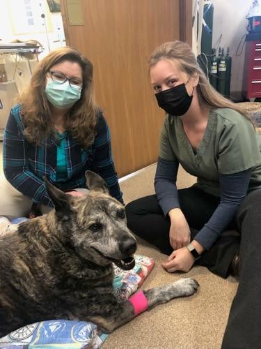 Dr. Jaclyn Warner continuing veterinary career at Audubon Animal Clinic (in West Virginia) | Bridgeport News Dr. Jaclyn Warner continuing veterinary career at Audubon Animal Clinic (in West Virginia) | Bridgeport News