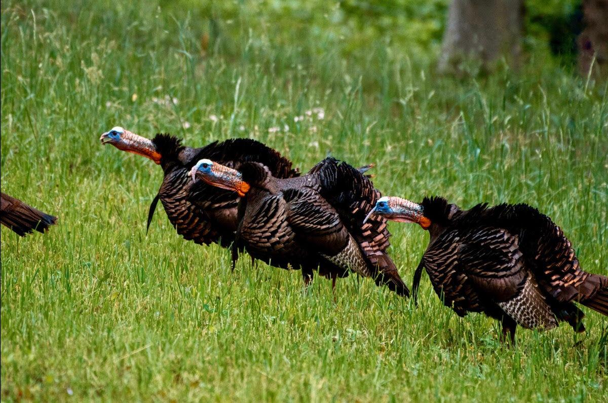 West Virginia spring turkey hunting season set to open April 15