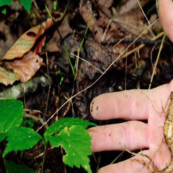 Ginseng Season Is Open In West Virginia With A New Id Law This Season Wv News Wvnews Com