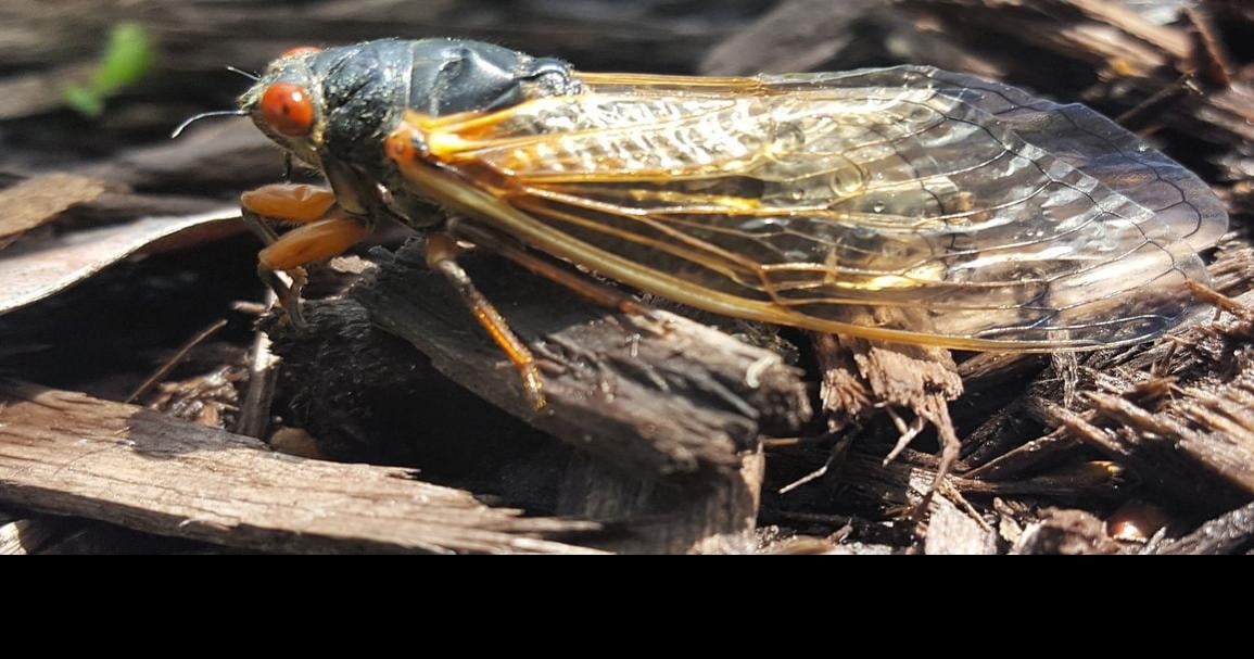 Eastern US Gears Up for Dual Emergence of 17year and 13year Cicada