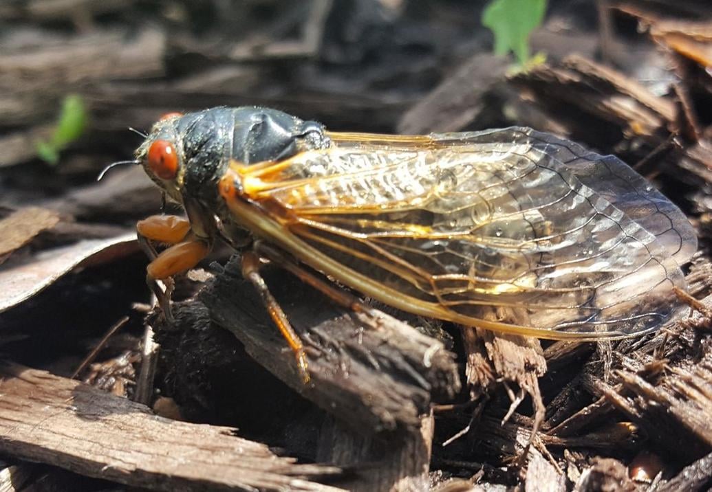 Eastern US Gears Up for Dual Emergence of 17year and 13year Cicada