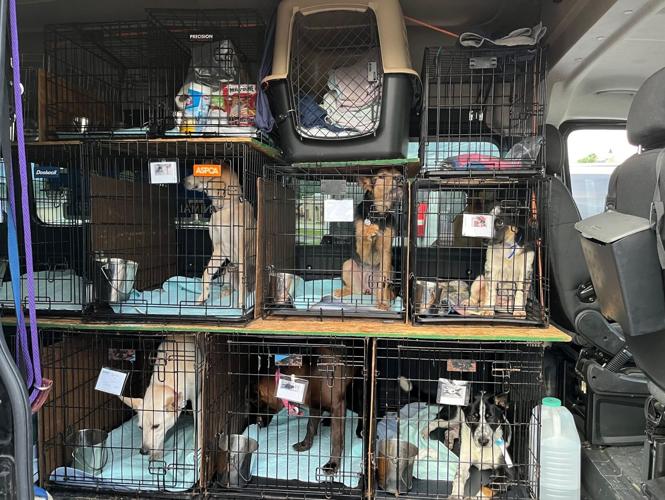 Animal Rights Fur-Ever has changed the lives of thousands of animals so ...