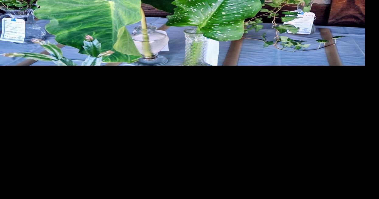 Kim Kimbro earns Best of Show at Black Walnut Festival Flower Show