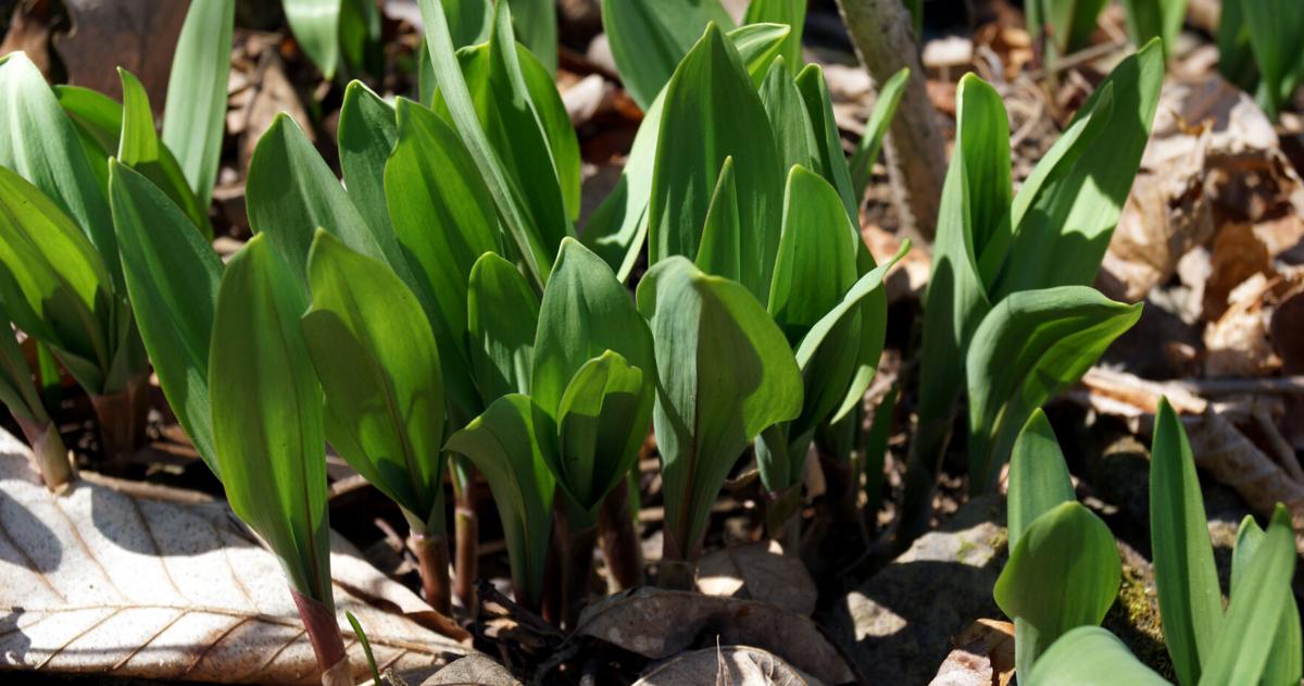 Horizontal image of ramps (Allium tricoccum), a native wildflower with ...