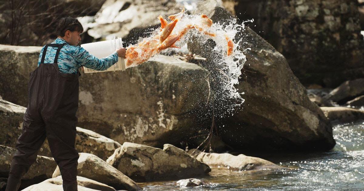 DNR increases trout stocking in W.Va. - Vimarsana News