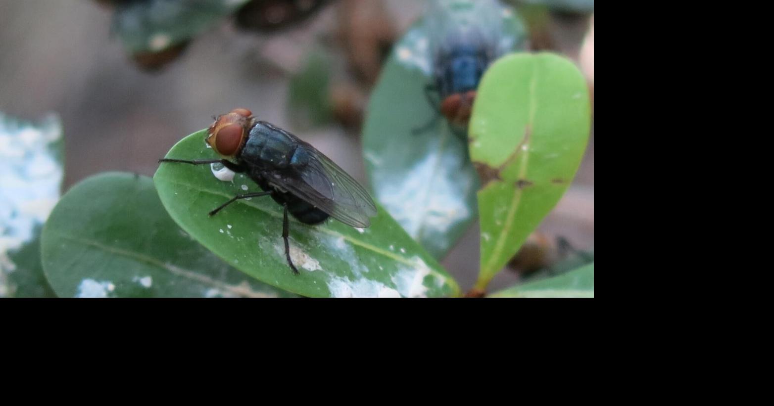 USDA confirms New World screwworm detection in Texas, launches response effort