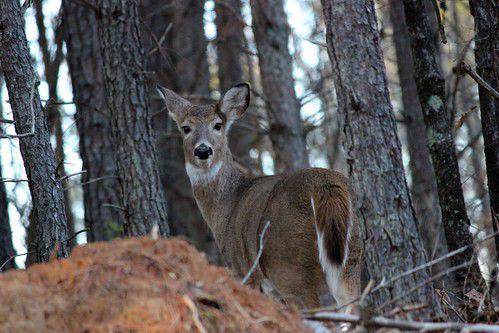 opening sika wvnews antlerless antlered