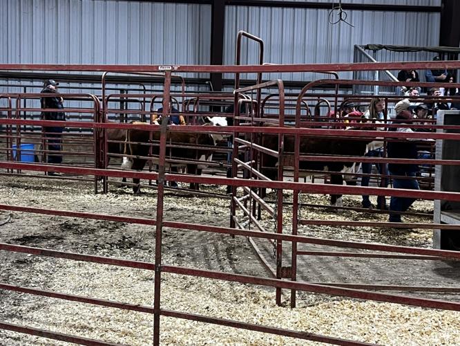 Jackson's Mill hosts 2024 West Virginia Beef Expo