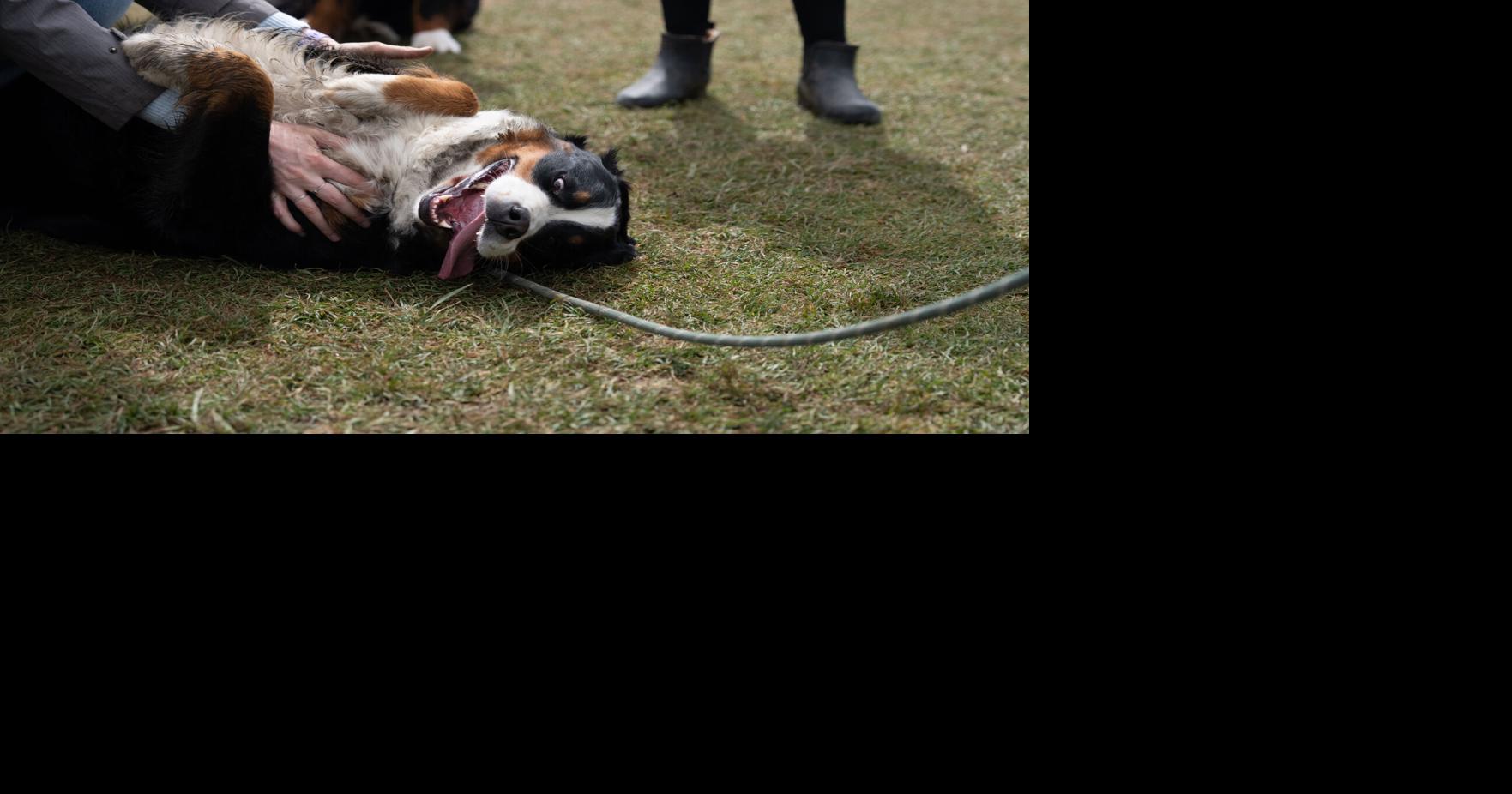 69dca3a7635cc.image.jpg?crop=1763,926,0,