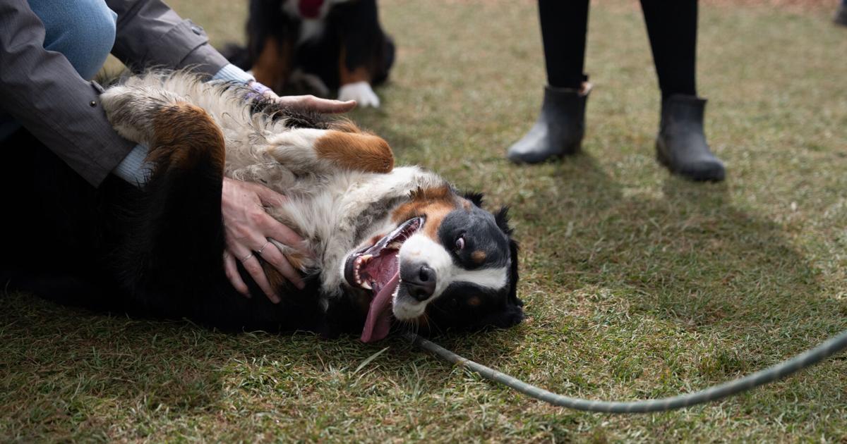 69dca3a7635cc.image.jpg?crop=1763,926,0,