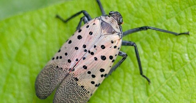 Invasive Spotted Lanternflies Spread in West Virginia, Urging Preventive Measures from Residents