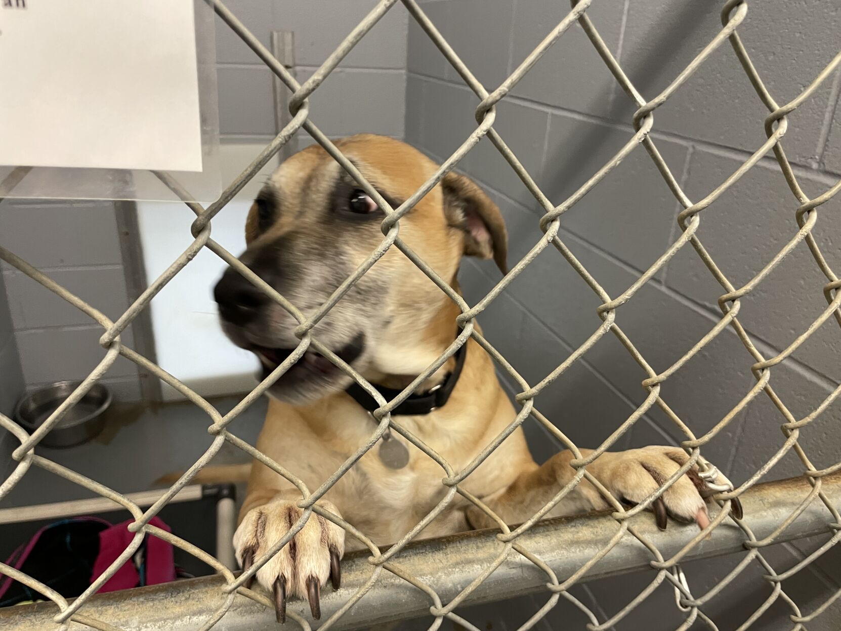 Harrison county dog store shelter