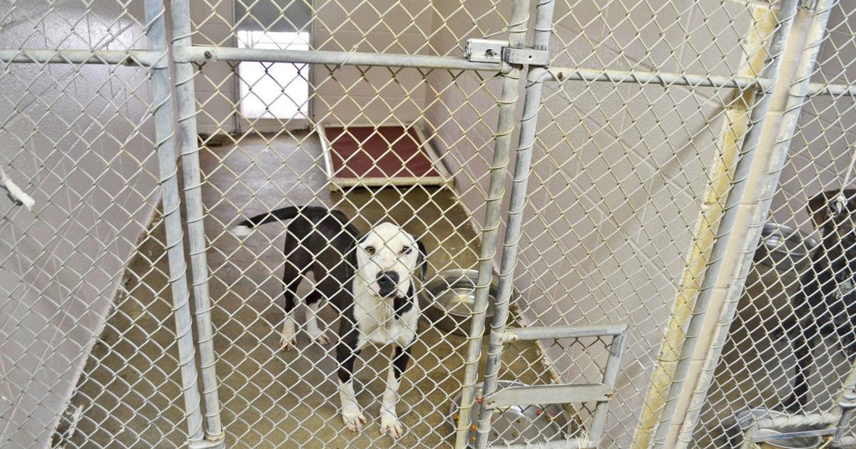 Harrison County (West Virginia) officials hope larger Animal Control  facility will help reduce euthanizations | Harrison News 