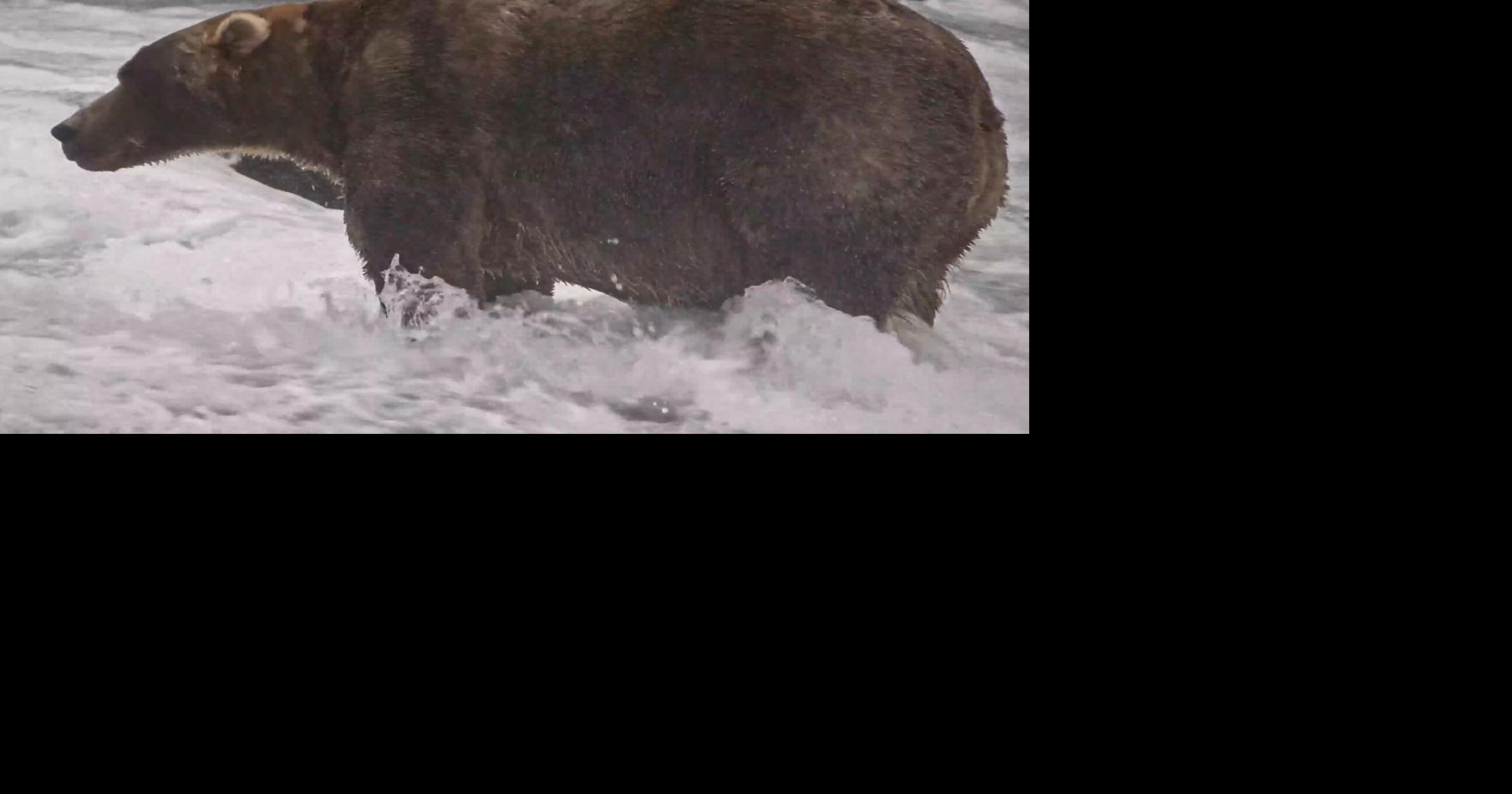 The final showdown of Alaska's Fat Bear Week comes down to heavyweights ...