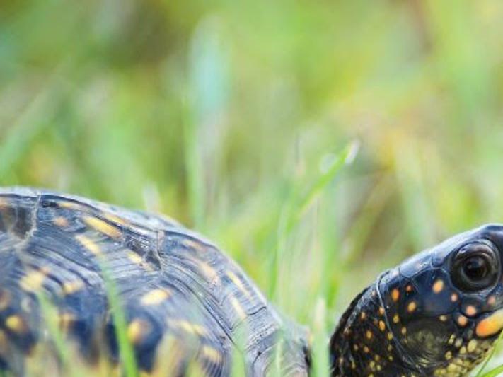 Wvdnr Asks Public To Report Eastern Box Turtle Sightings Wv News Wvnews Com