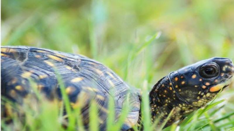 Wvdnr Asks Public To Report Eastern Box Turtle Sightings Wv News Wvnews Com