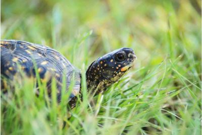 Wvdnr Asks Public To Report Eastern Box Turtle Sightings Wv News Wvnews Com