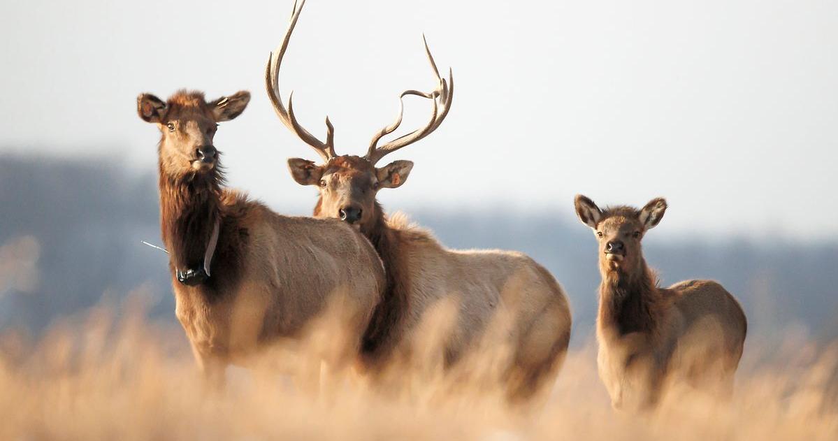 WVU researchers working to protect West Virginia's elk herd | WV News - Vimarsana News