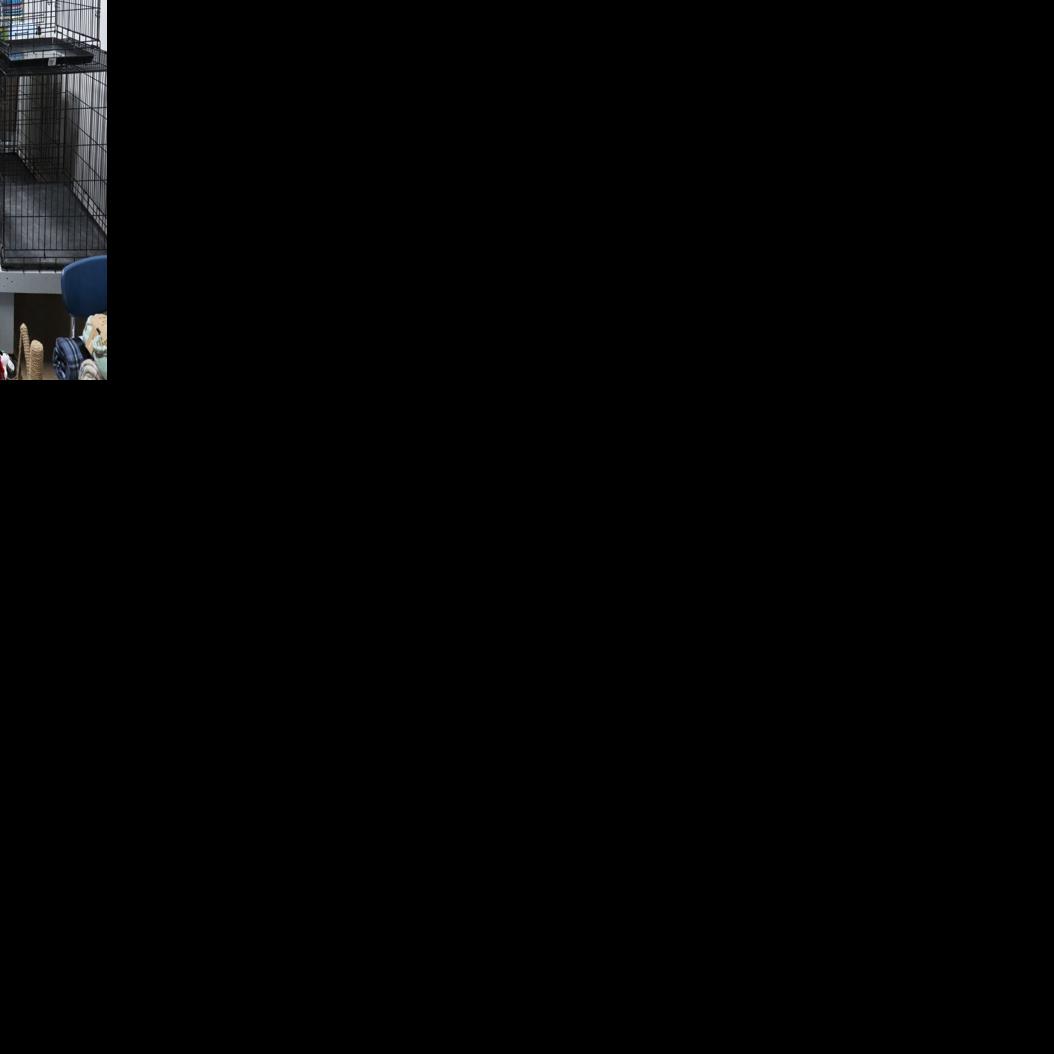 Preston Animal Shelter Temporary home for plenty of stray, furry