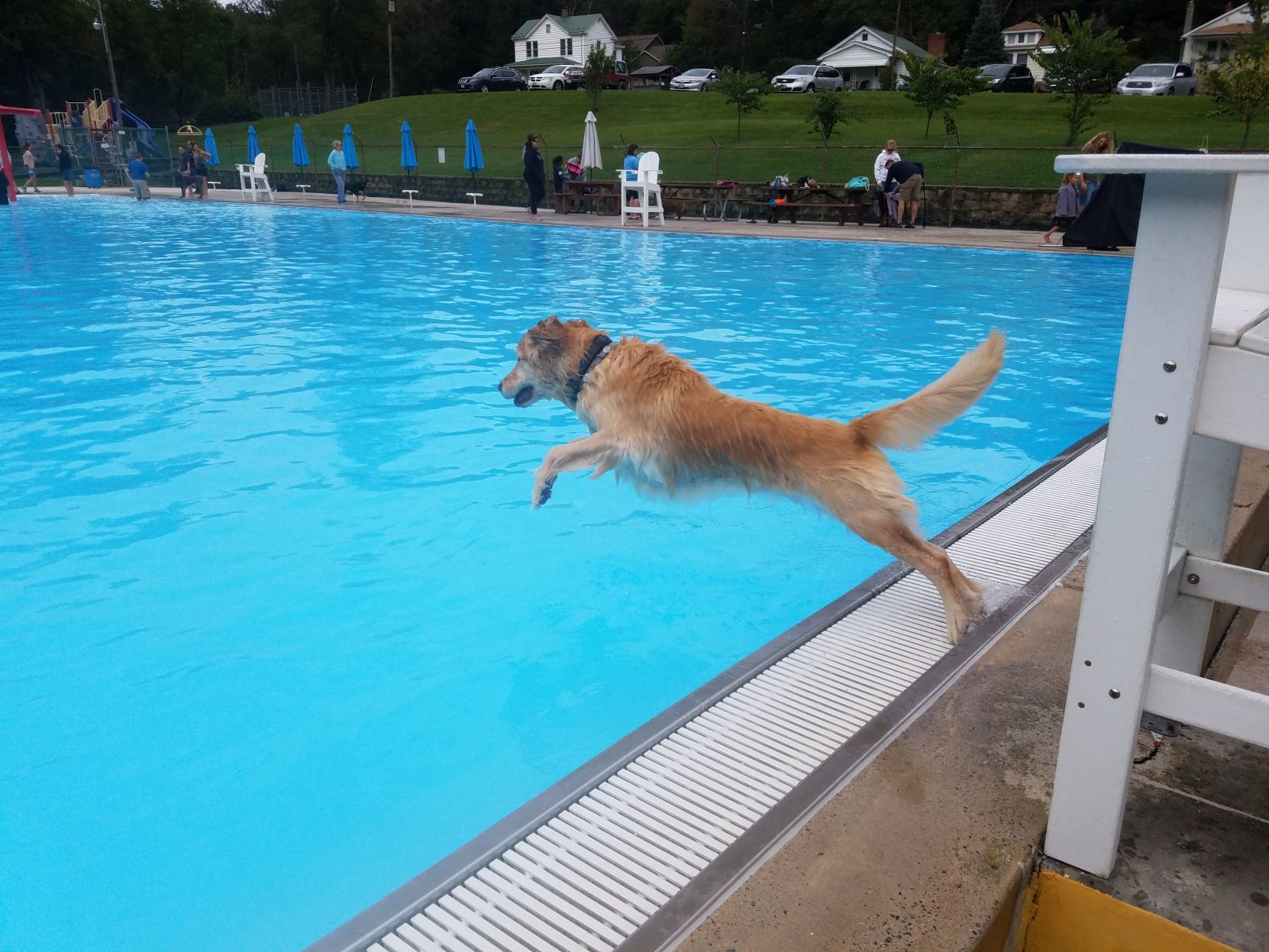 dog splash pool