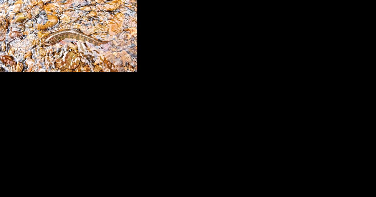 West Virginia Gov. Justice announces fall trout stockings, monster trout contest - Vimarsana News
