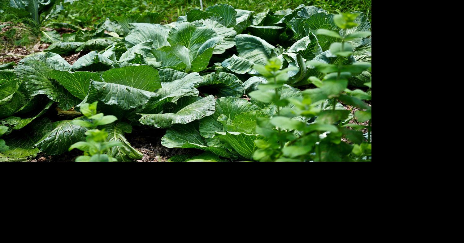 1-24-26 cabbage patch.jpg | | wvnews.com