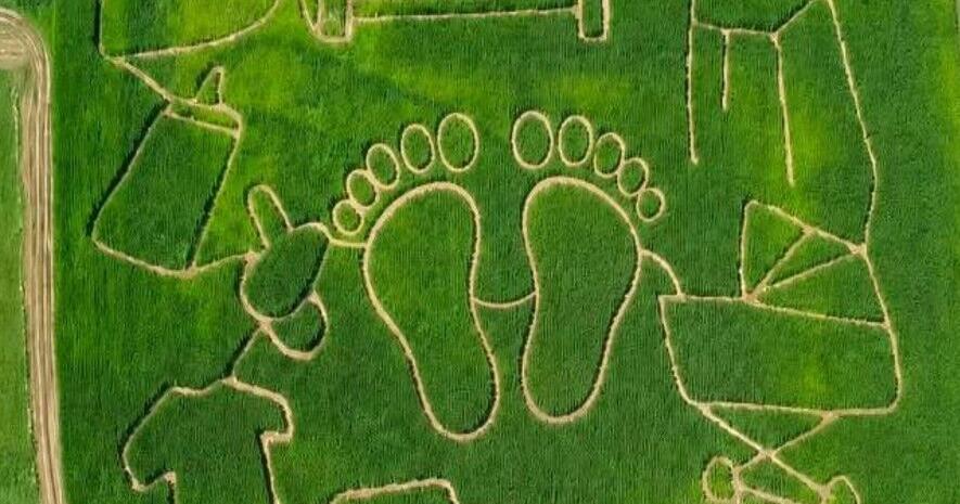 Cove Run Farms Corn Maze to open for season Friday