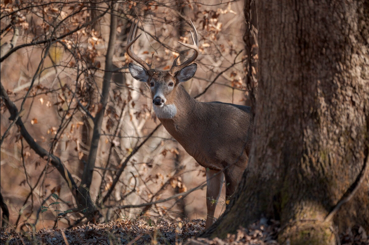 West Virginia Division Of Natural Resources Official Emphasizes ...