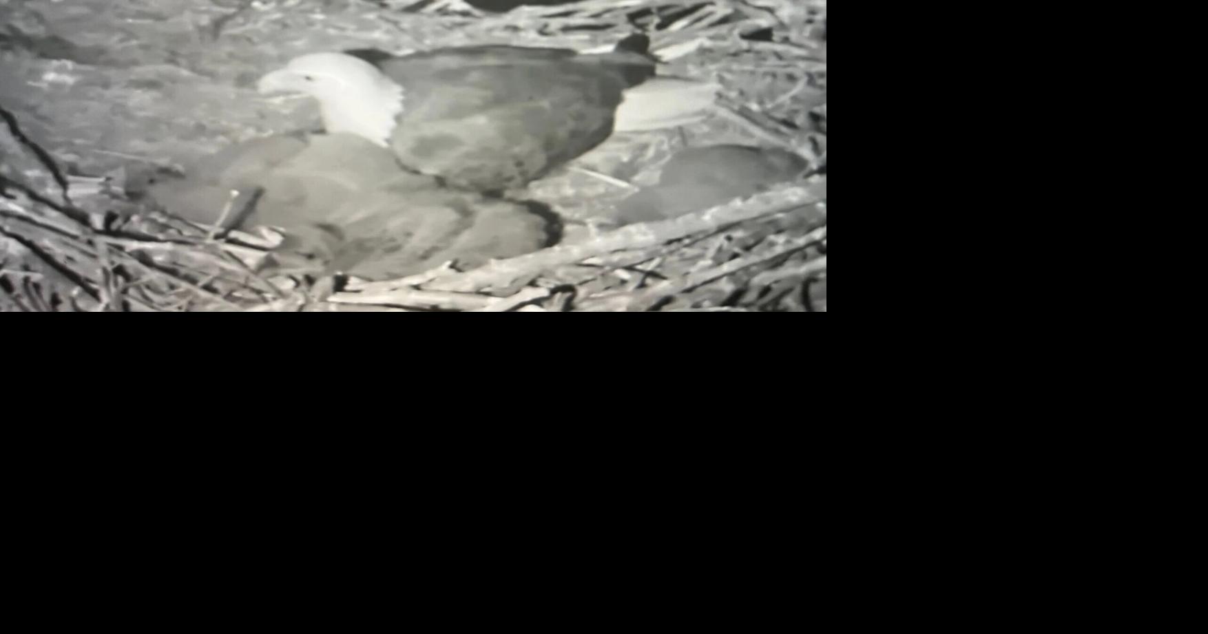 3 Shepherdstown eaglets that captured worldwide attention on Eagle Cam die in strong storm by Toni Milbourne The Journal Apr 24, 2025 15 mins ago 1 min to read