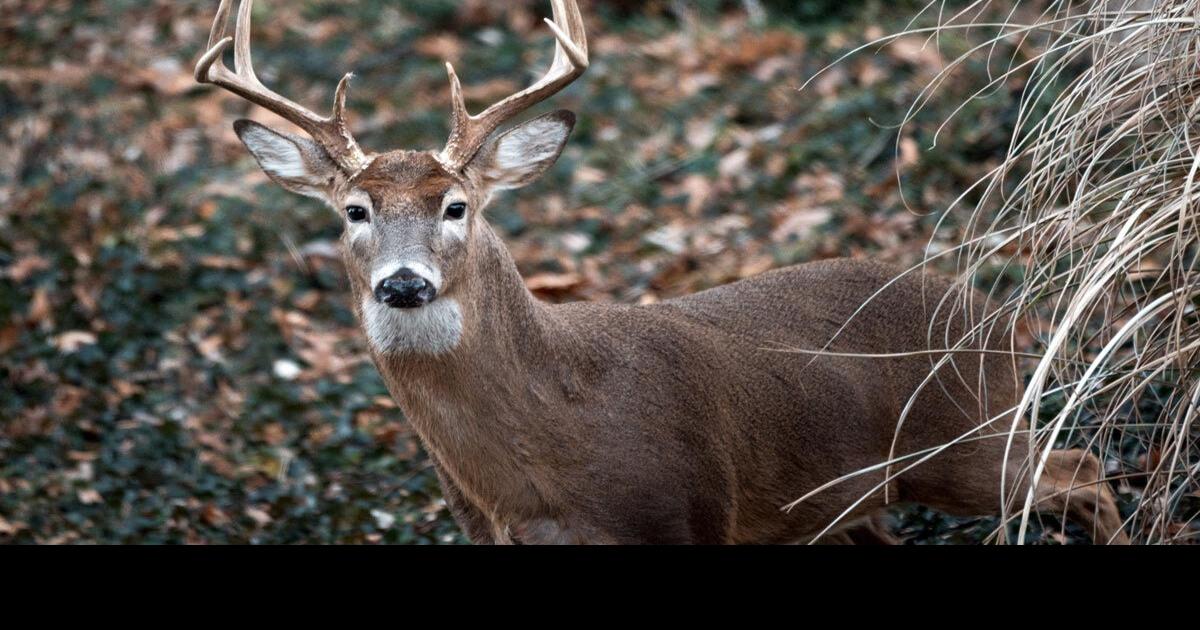 West Virginia deer harvest up 12 for 202223 season WV News