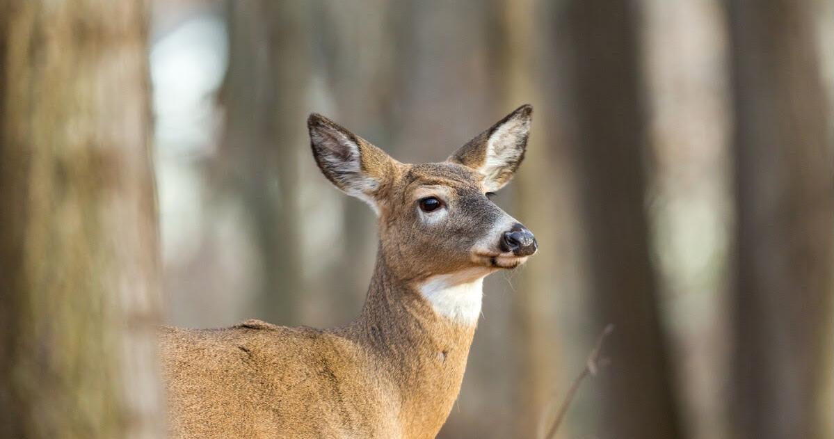 West Virginia Deer Harvests Rise 2% in 2024–2025 Hunting Seasons | WV ...