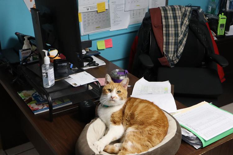 Preston Animal Shelter Temporary home for plenty of stray, furry