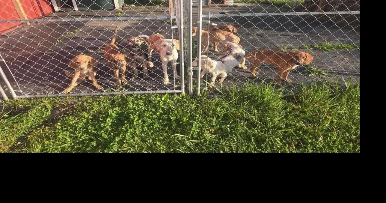 9 abandoned puppies rescued in Harrison County; Animal Control seeks suspect