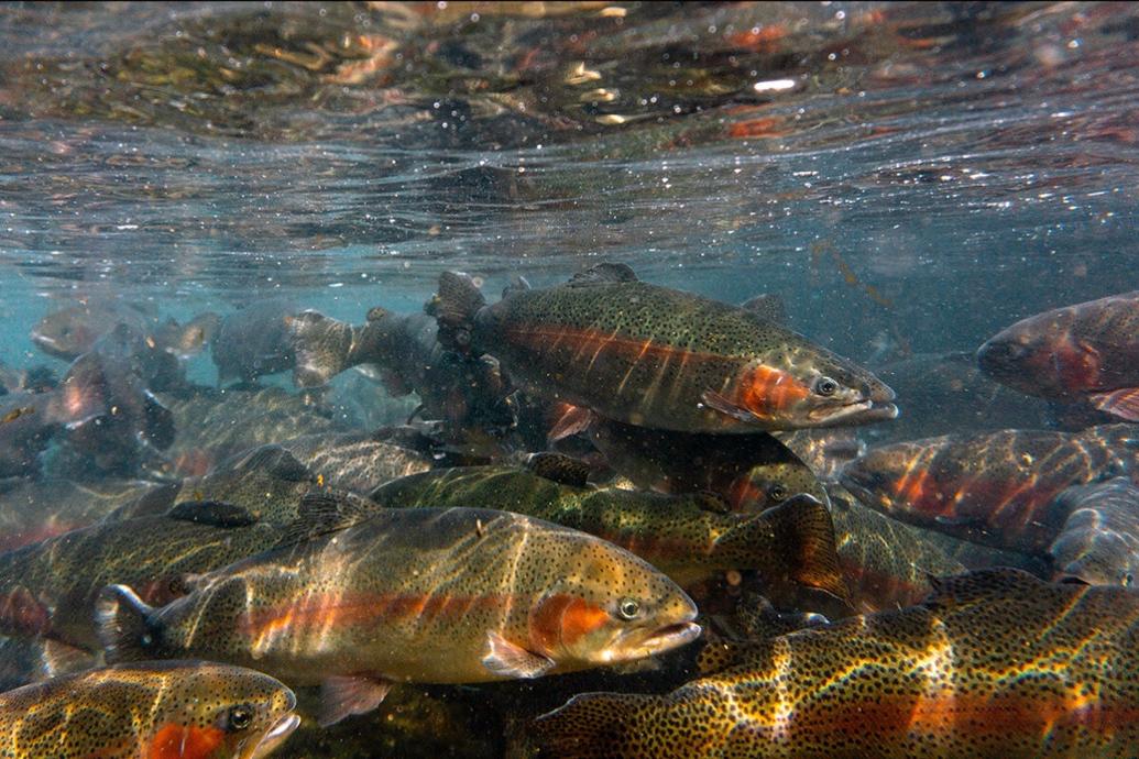 West Virginia DNR releases fish stocking report WV News