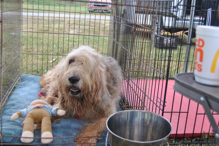 Greater Clarksburg Kennel Club holds "Responsible Dog Owner Day" and