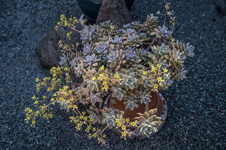 Plucked from the gutter, cactus proves why you might want its kind in ...