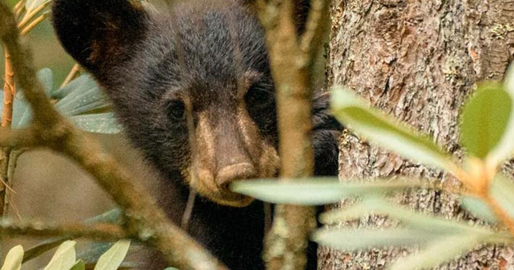 State wildlife officials: Leave young wildlife alone