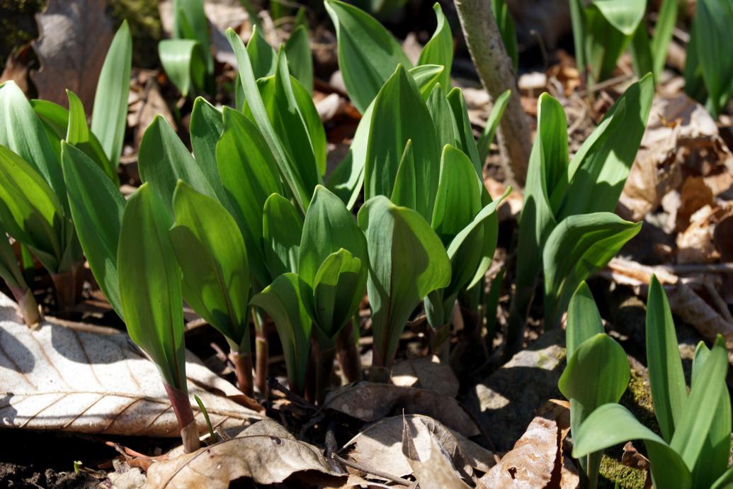 Celebrating spring: how to find, forage, and cook ramps in West ...