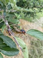 Invasion of the cicadas: Vast horde swarm over several states, but not West Virginia