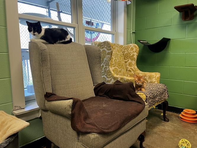 North Central West Virginia animal shelters gain new residents over