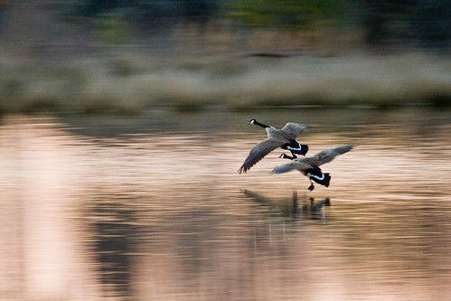 Migratory Game Bird Hunting Seasons Proposed News Wvnews Com