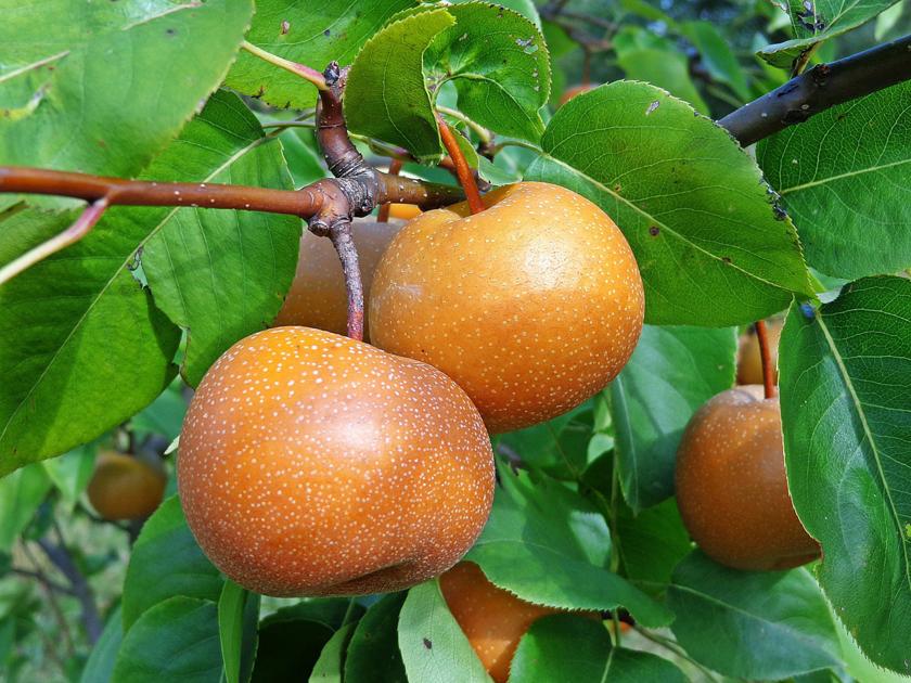 Arbres fruitiers à cultiver en wv