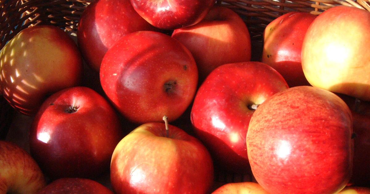 Burlington Apple Harvest Festival 2025
