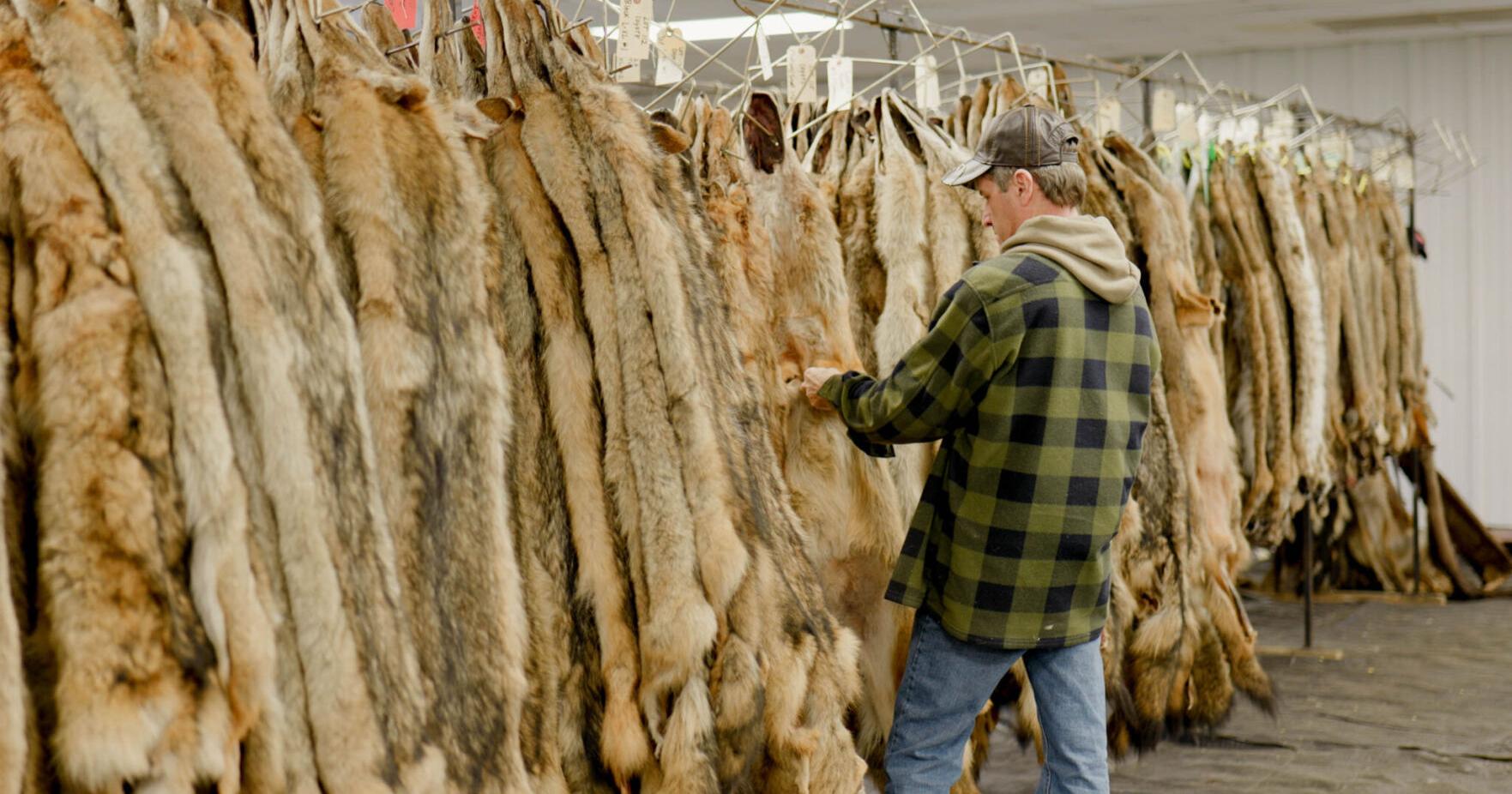 In West Virginia, fur trappers adapt to shifting market - Vimarsana News