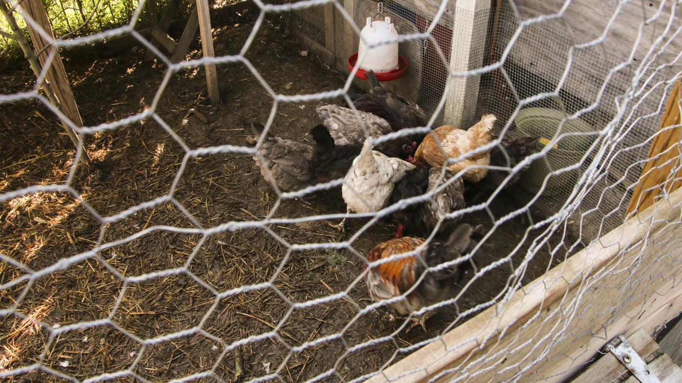 Shinnston Council approves fence, temporarily tables livestock ordinance |  Harrison News | wvnews.com