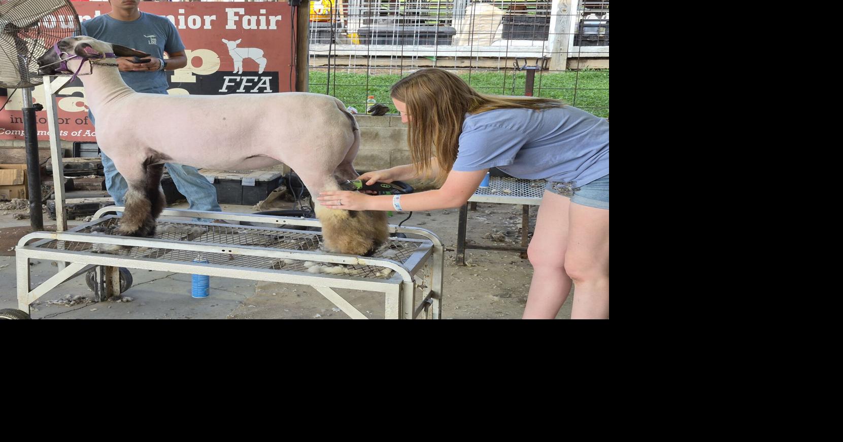 Banton sheers her sheep
