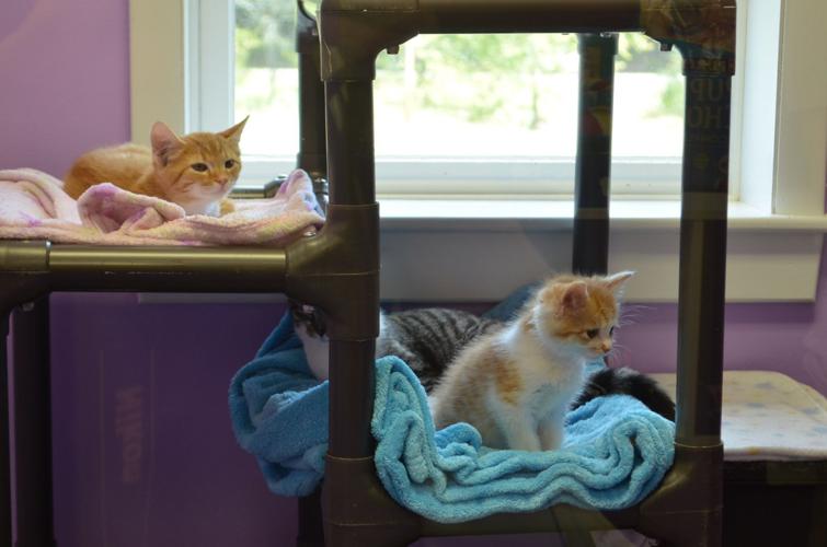 Third Annual Vaccination Clinic for required animal vaccines Free