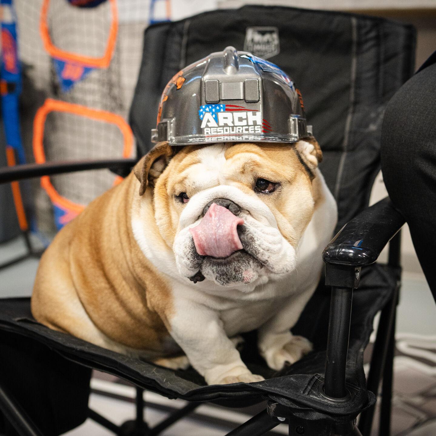 West Virginia Gov. Justice: Babydog out of successful ACL surgery | WV News  | wvnews.com