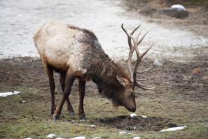 Hunter harvest rates mixed, FWP says