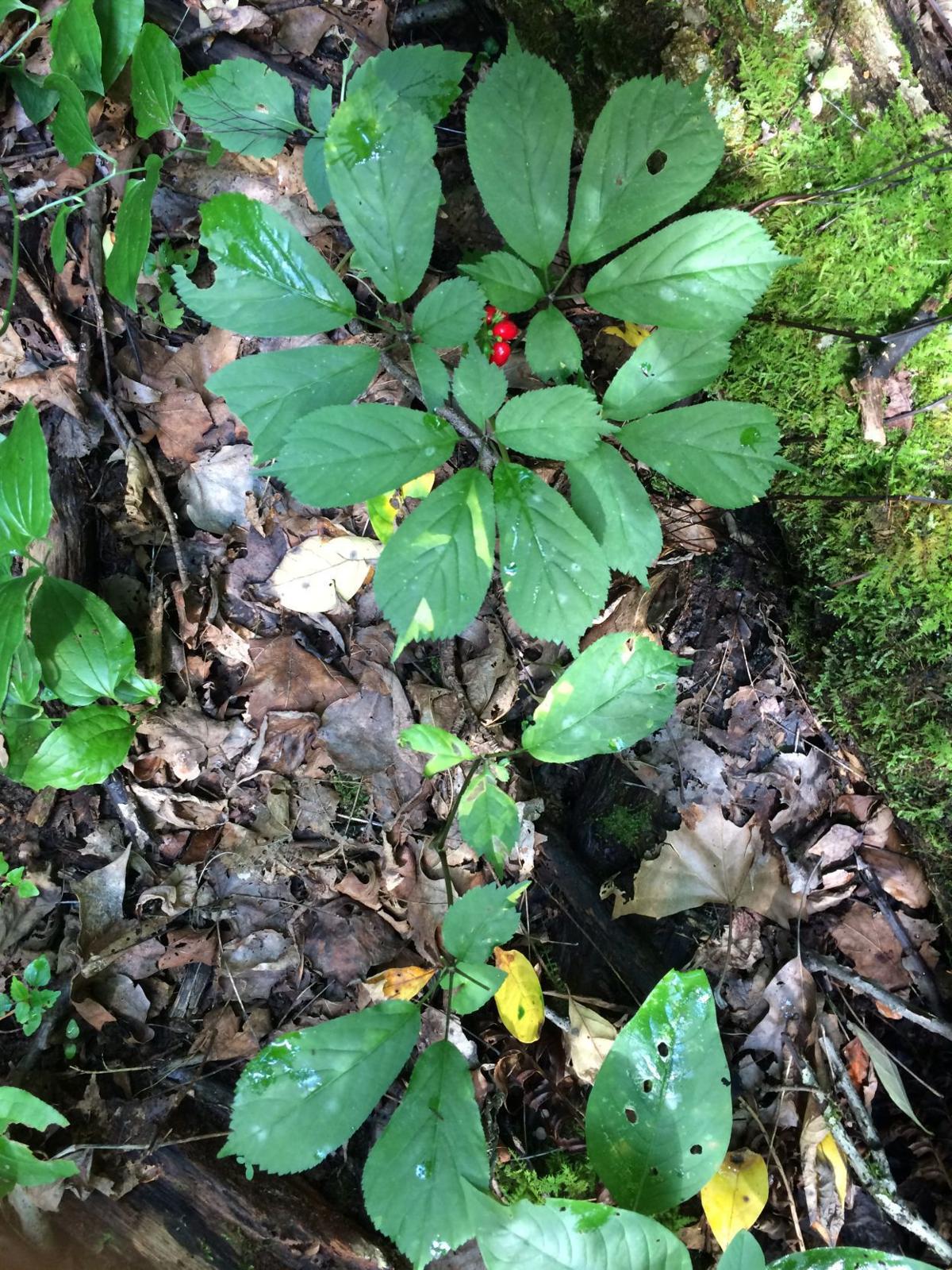 Treasure hunting West Virginia's lucrative wild ginseng season Free